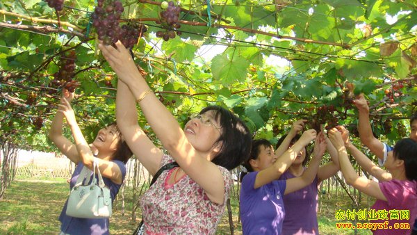 ɽ����ƽ������ֲ���ű�ˮ�������Ѳ�ժ��