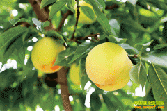 ɽ��������ũ������������׬Ǯ���¸�