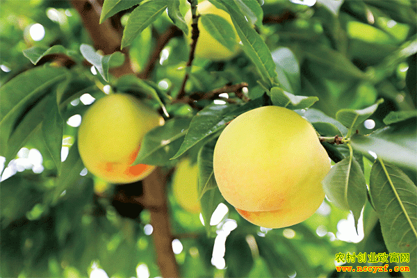 ɽ��������ũ������������׬Ǯ���¸�