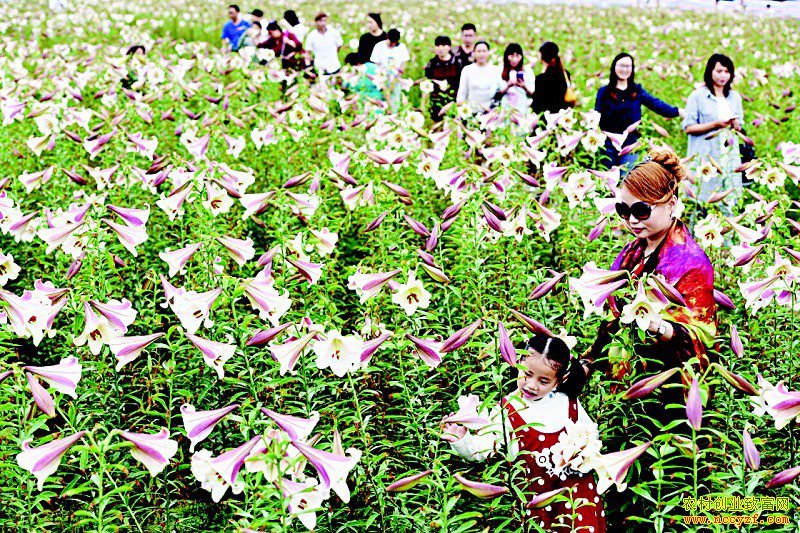 ������������ֲ�ٺ�5000��Ķ��ũ���¸�����Ŀ