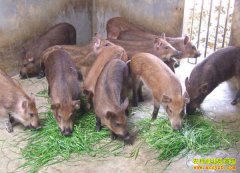 ��Ұ��׬Ǯ������������������Ұ����ҵ�¸�