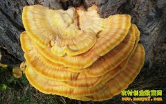 ��֥�˹����༼��Ҫ��