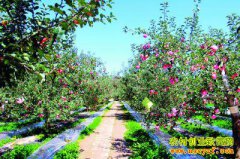 ɽ������ƻ��԰���ֹ϶�Ч���