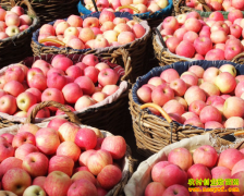 2016��ƻ���۸�Ԥ�⣺����ƻ������,���ƻ����������ȥ��