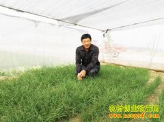 ɽ����ƽ��ʿΰ�����ֳ��ľ²˺ܳ���