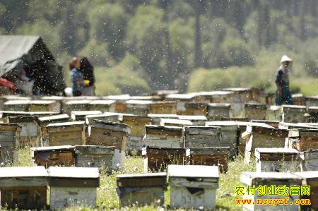 �ӱ�¬���ؼ���ΰ���䴴ҵ�¸�