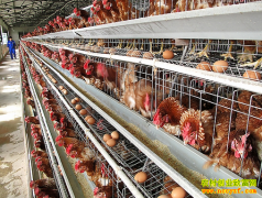 ���ݱϽڣ���ֳ������ũ���¸�����Ŀ