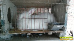 ��ë����ֳ�������������ó�ë��