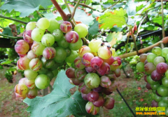 �����ѹ���ʲôԭ�� �������������ѹ���