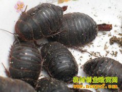 ��Ԫ����Ǯһ�2016��12��5�������۸�����