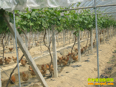 ���������ػ�ѧ�����Ѽ��������������