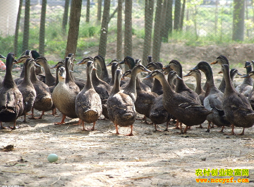 �������������븻������ҰѼ�¸��и���