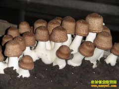 ������ɽ����ֲ��������ũ����ƶ�¸�����Ŀ