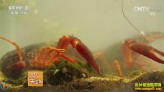 [ũ�����]����Ǳ����������ֳС��ϺЧ���