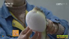 [ũ�����]������ֳ������Ƶ��ס��լ�ĺ���