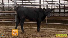 [ũ�����]����˹ţ��ֳ����