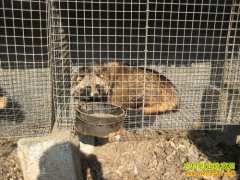 ɽ����ˮ�����ֳ��������� 1ֻĸ���Ӵ�����1000Ԫ