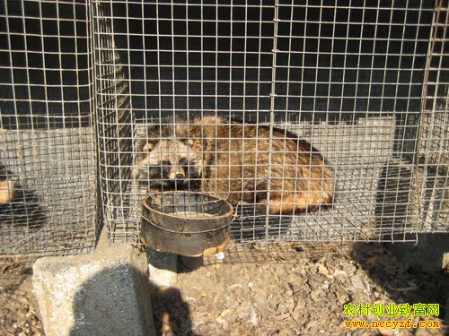 ɽ����ˮ�����ֳ��������� 1ֻĸ���Ӵ�����1000Ԫ