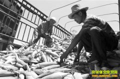 ������������ֲ��ʳŴ���׳�ũ���¸�����Ŀ