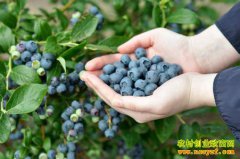 �����Ժ���ǰ������ֲ��ݮ��ũ���¸�����Ŀ