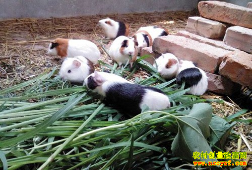 ��ֳ����׬Ǯ�𣺻�ë����ֳǰ�����г�����