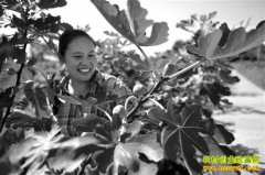 �����ɽ�Ժ�����ֲ�޻���Ķ��ֵ3��Ԫ