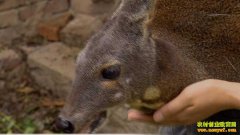 [ÿ��ũ��]��ֳ�����׬Ǯ 1ֻ������һ������1��Ԫ