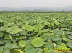 �Ĵ�������ʯ������ֲ��źÿĶ��������ǧԪ