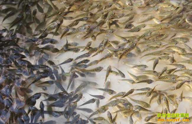 ������������ƴ�����ֳ�޷���������150��Ԫ