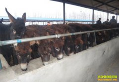 ɽ��������������¿׬Ǯ1ͷĸ¿һ��Ч��1.3��