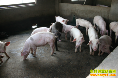 ����ǿ�Ԭ�������� �����ֲ��½�Լ���ϳɱ�7000Ԫ