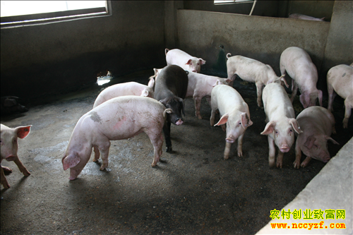 ����ǿ�Ԭ�����������߲��½�Լ���ϳɱ�7000Ԫ