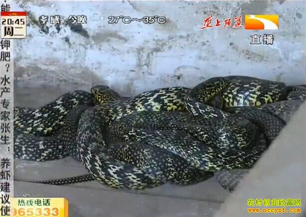 ��������¢������ֳ�¸��ð�����Ƶ�����������ߡ�һ��׬һ�ٿ�