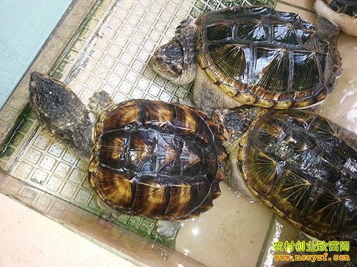 �������ݣ��������ֳ��ũ���¸�����·