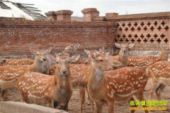 ���������ŷ���ѧƽ���ֵ�Ͷ��ǧ����ֳ÷��¹�¸�