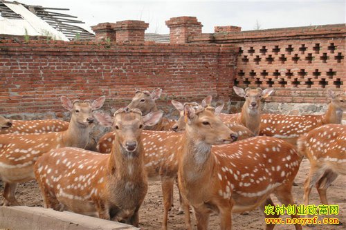 ���������ŷ���ѧƽ���ֵ�Ͷ��ǧ����ֳ÷��¹�¸�