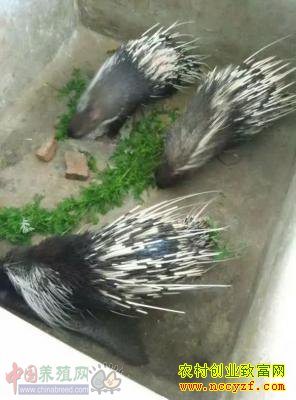 ���б�ҵ������Ϫ����������ÿ�괴��40��