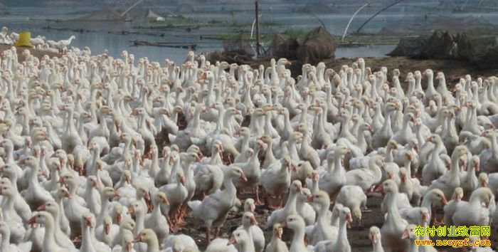 ����׬Ǯ�𣺺�����ɽ���������紴ҵ�����¸�