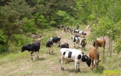 ������¡����ǿ��ţ�и��� ������ţι����