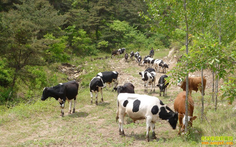 ������¡����ǿ��ţ�и��� ������ţι����