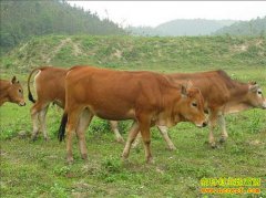 ���ݰ�˳��С�׷��޷��紴ҵ��ţ�¸�