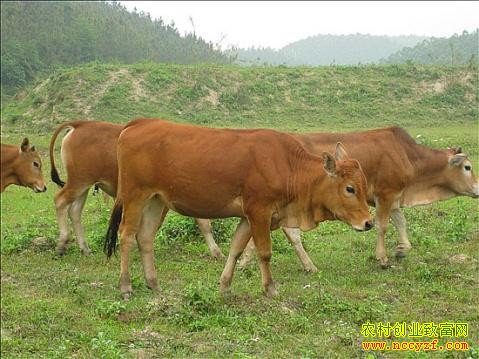 ���ݰ�˳��С�׷��޷��紴ҵ��ţ�¸�