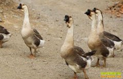 ���ݰ�������˳��ֳʨͷ��Ĵ�ҵ�¸�����