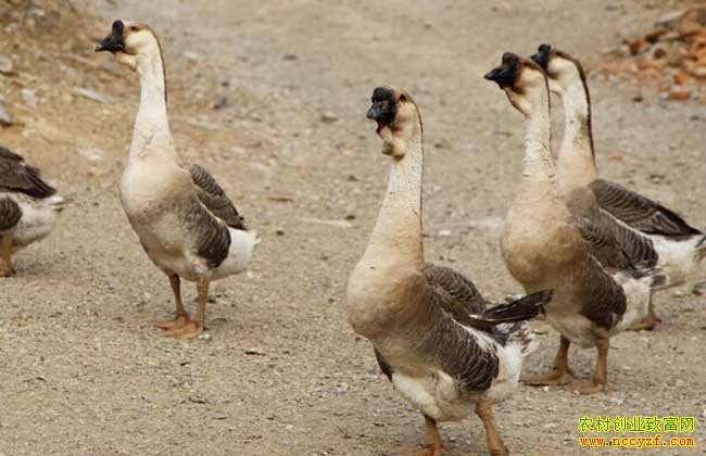 ���ݰ�������˳��ֳʨͷ����¸�����