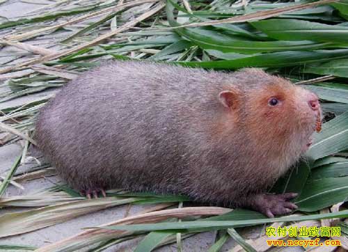 ������˼����ӱ���ֳ����׬Ǯ�����¸�·