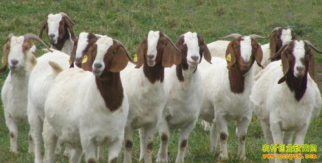 2016��۸�����Ԥ�⣺�������ۻ���·ת