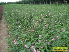 ��ֲľ��׬Ǯ��ľ����ֲǰ���� ľ����򽫻��ȱ