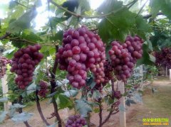 2016�����Ѽ۸�����Ԥ�⣺���������г�����򽫲�����