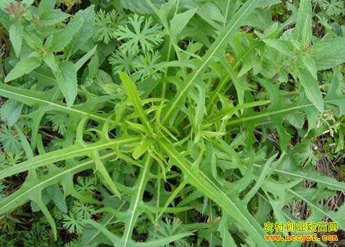 ������ֲ���ģ����ĸ߲����༼��Ҫ��