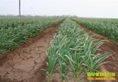 �������۸�ߡ�2017��ӱ��ִ�����׬Ǯ��